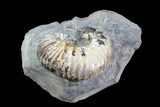 Unusual Heteromorph Ammonite (Scaphites) Fossil - Kansas #93748-2